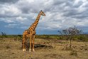 037 Masai Mara, giraf